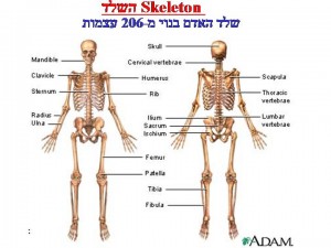 206 עצמות בשלד